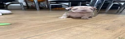 French Bulldog dogs for sale: New Shades Puppies/ DNA 🧬 Tested Parents  - Advert 12