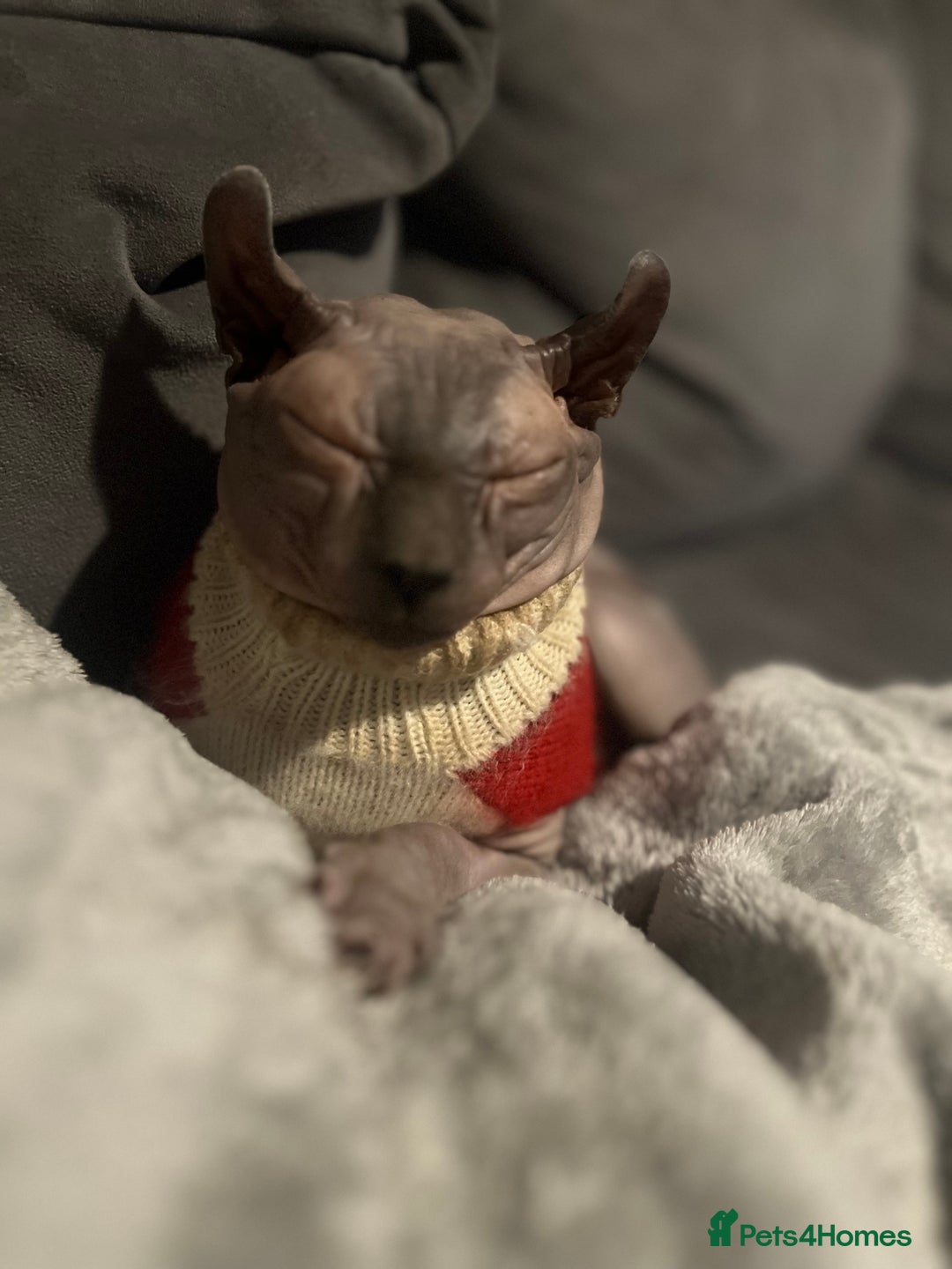 Sphynx cats for sale: Beautiful Boy Sphynx - Advert 3