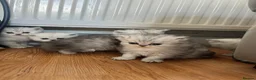 Persian cats for sale: Chinchilla Persians  - Advert 3