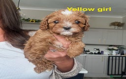 Cavapoo dogs for sale: F1 Fox Red Cavapoos (Health Tested) 🐶 - Image 4