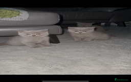 British Shorthair cats for sale: GCCF British Shorthair Kittens  excellent pedigree - Image 4