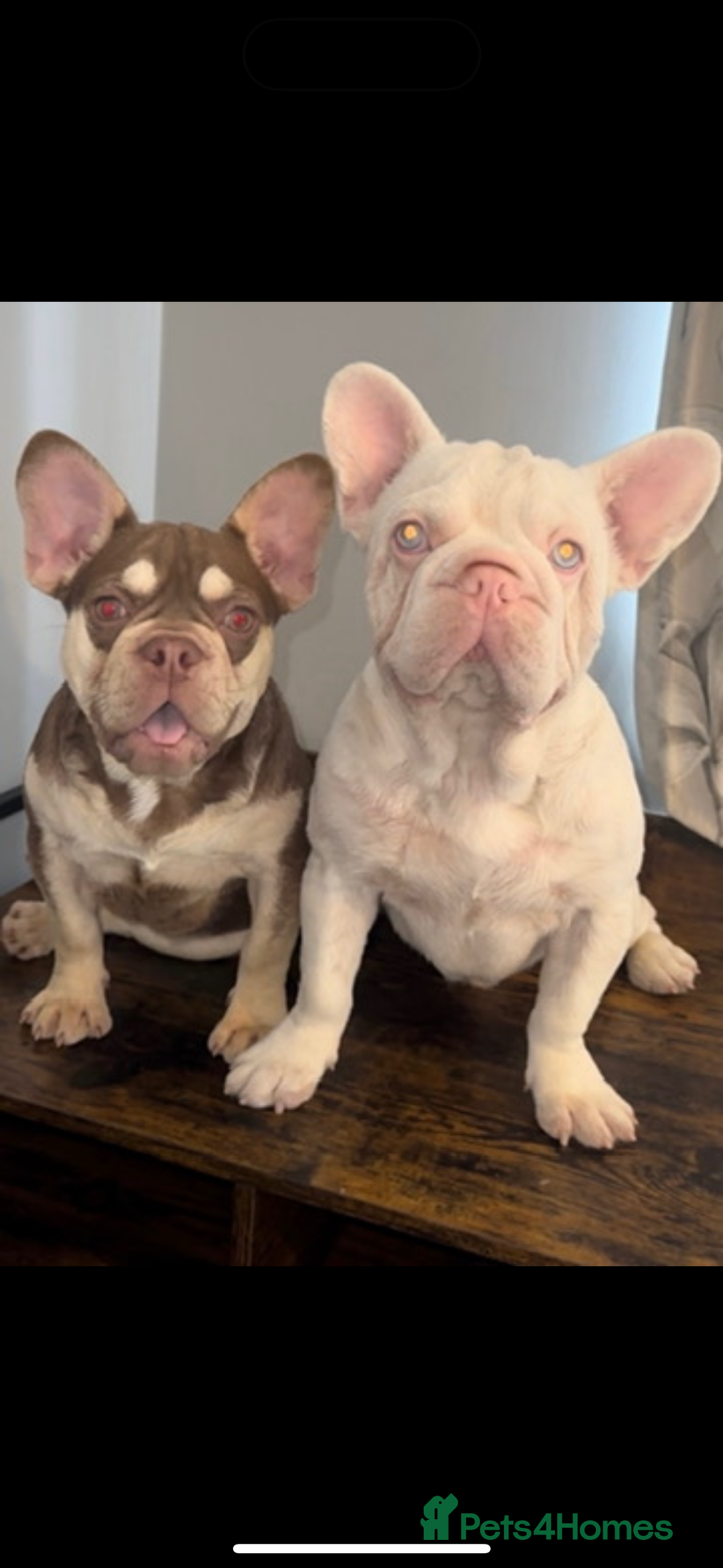 French Bulldog dogs for sale: ROJO TAN FEMALE - Advert 3