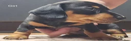 Miniature Dachshund dogs for sale: Beautiful miniture daschund puppies. in Redcar - Advert 6