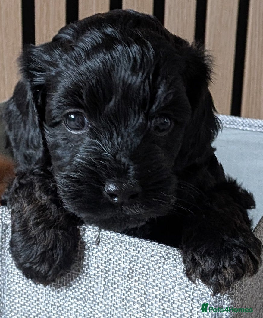 Cockapoo dogs Cockapoo Puppy  - Advert 13