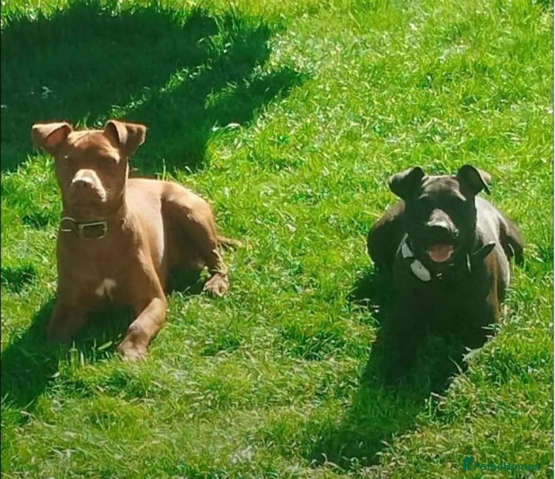 Patterdale Terrier dogs for sale: Patterdale Pups For Sale - Advert 11