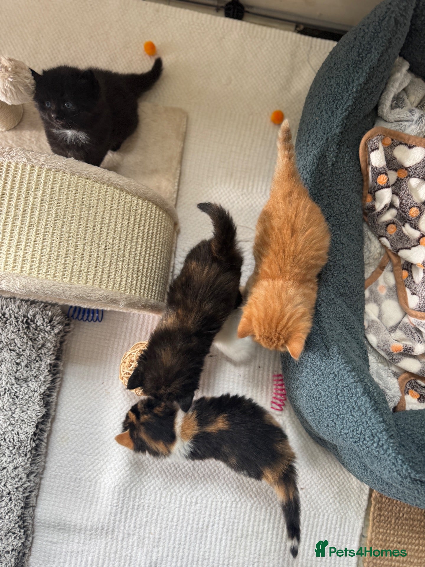 Mixed Breed cats Stunning kittens from a Maine Coon cross mum - Advert 1