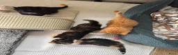 Mixed Breed cats for sale: Stunning kittens from a Maine Coon cross mum - Advert 2