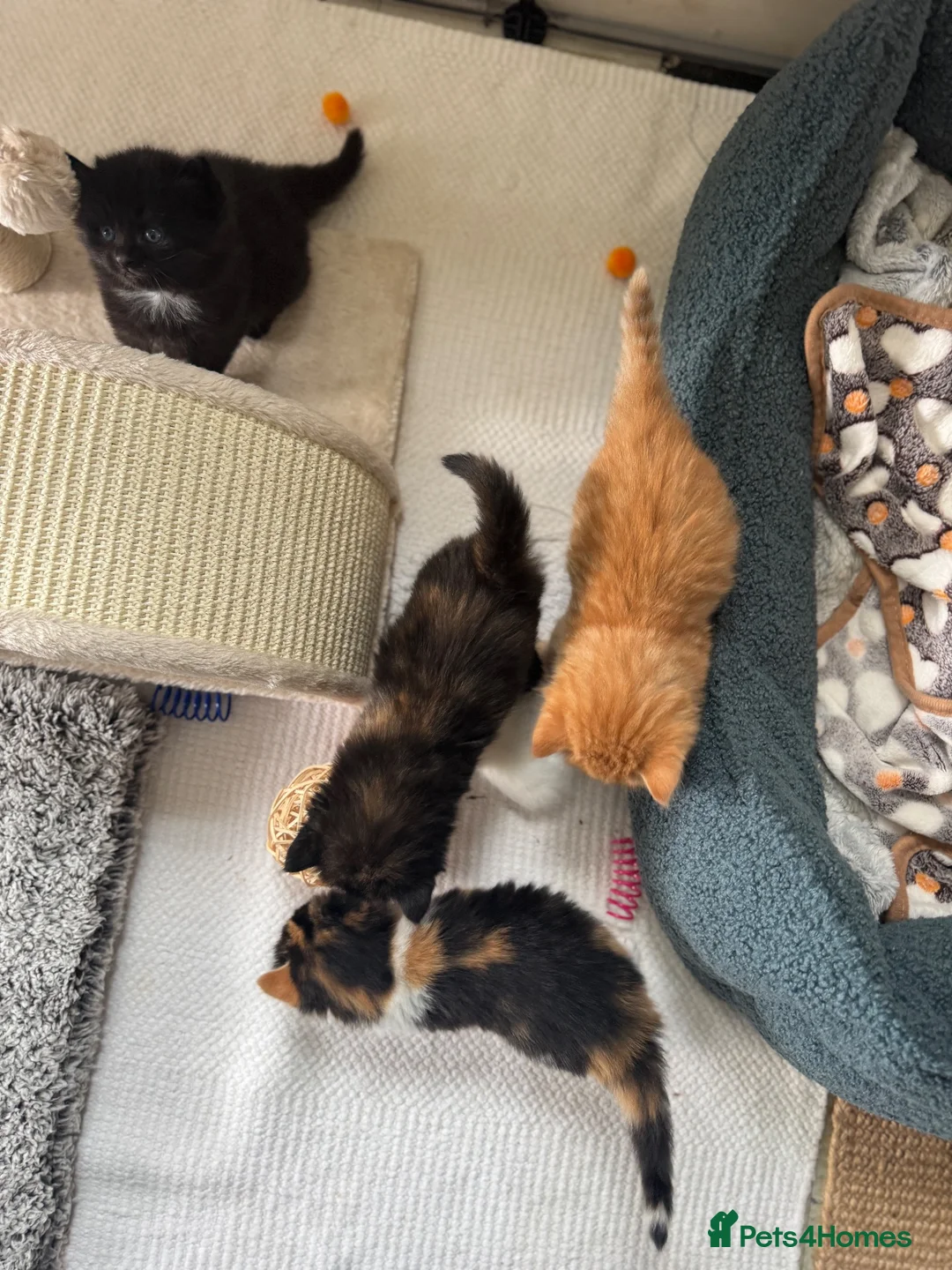 Mixed Breed cats for sale: Stunning kittens from a Maine Coon cross mum - Advert 2
