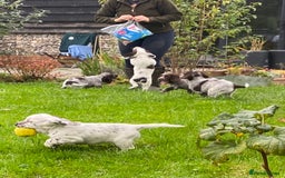 Cocker Spaniel dogs for sale: Beautiful cocker puppies - Image 11