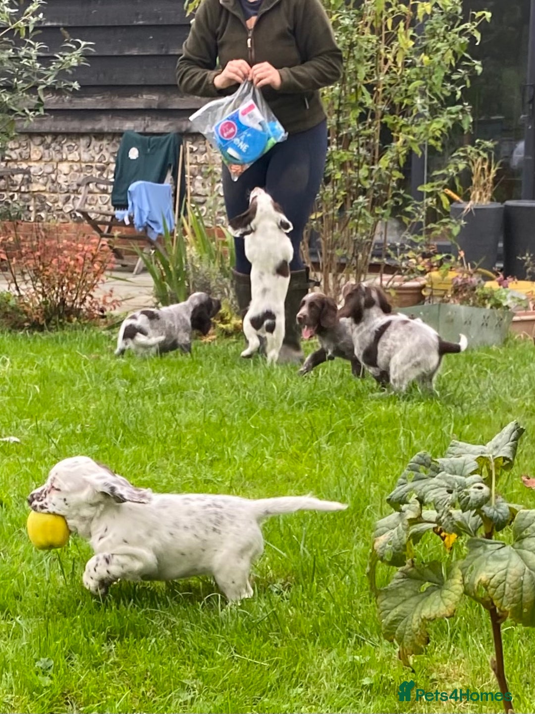 Cocker Spaniel dogs for sale: Beautiful cocker puppies - Image 11