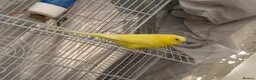 Budgerigars birds for sale: Budgies and canaries  in Hoddesdon - Advert 5