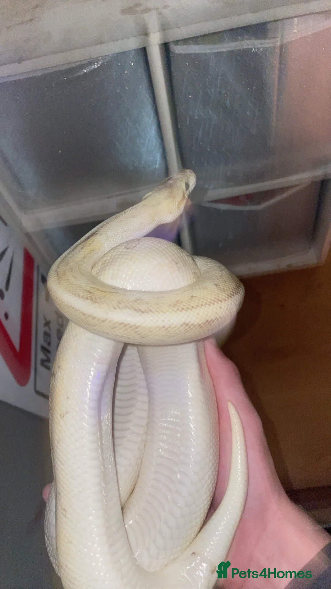 Python Snake reptiles for sale: Banana lesser pinstripe ball python - Advert 5
