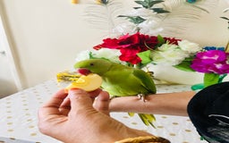 Ringnecks birds for sale: Hand Tamed/Untamed Gorgeous Ringneck for Sale - Image 5