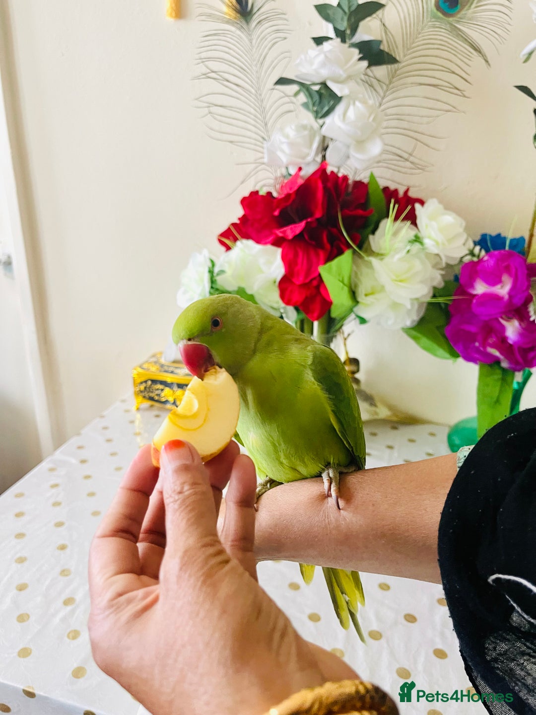 Ringnecks birds for sale: Hand Tamed/Untamed Gorgeous Ringneck for Sale - Image 5