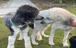 Mixed Breed dogs for sale: St Berdoodle ( St Bernard x Standard poodle) - Image 25