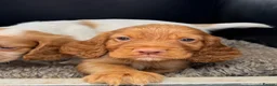 Cocker Spaniel dogs for sale: Working Cocker Spaniel Puppies  - Advert 8