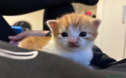 Domestic Shorthair cats for sale: Beautiful kittens  - Image 9