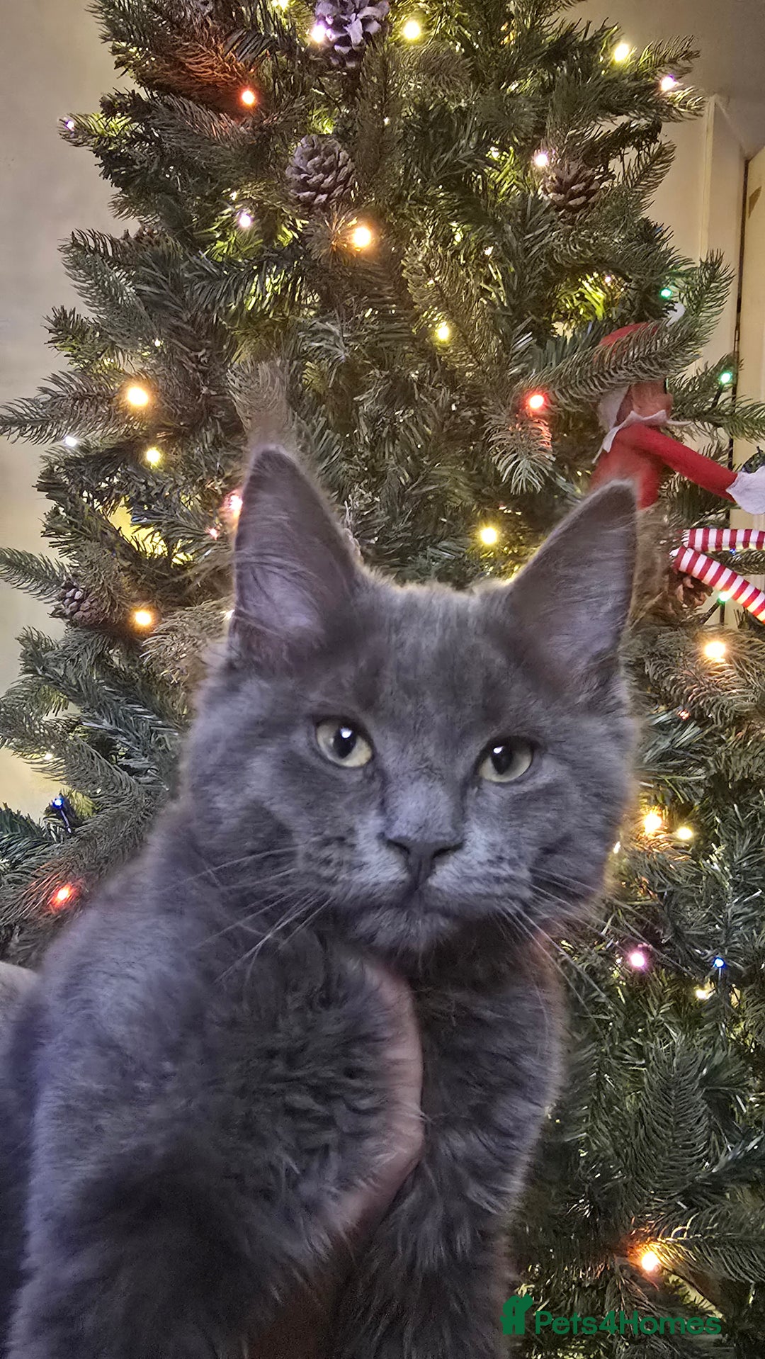 Maine Coon cats for sale: 5 beautiful maine coon ready to go - Advert 21