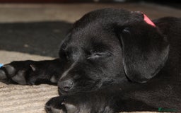 Labrador Retriever dogs for sale: Labrador Pupsfor Sale – Yellow, Chocolate, Black  - Image 7