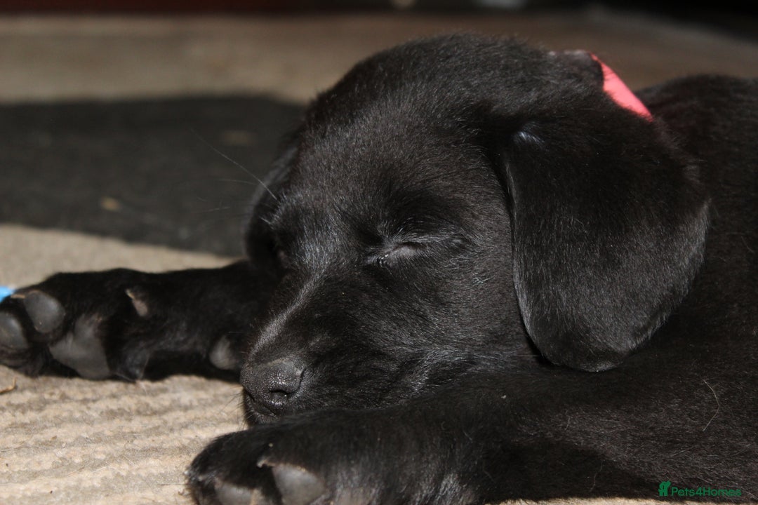 Labrador Retriever dogs for sale: Labrador Pupsfor Sale – Yellow, Chocolate, Black  - Image 7