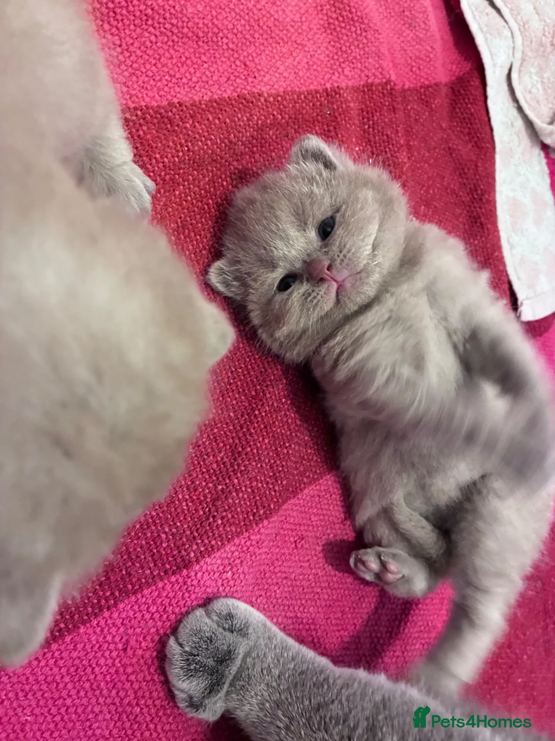 British Shorthair cats for sale: British Short Hair Kittens - Advert 16