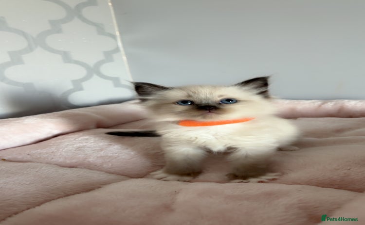 Ragdoll cats - Advert 6