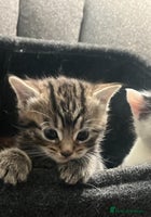 Mixed Breed cats 1 beautiful kittens left - Advert 9