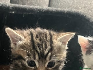 Mixed Breed cats 1 beautiful kittens left - Advert 4