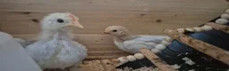 Chickens poultry for sale: 4 week old mixed Bantams  - Advert 15