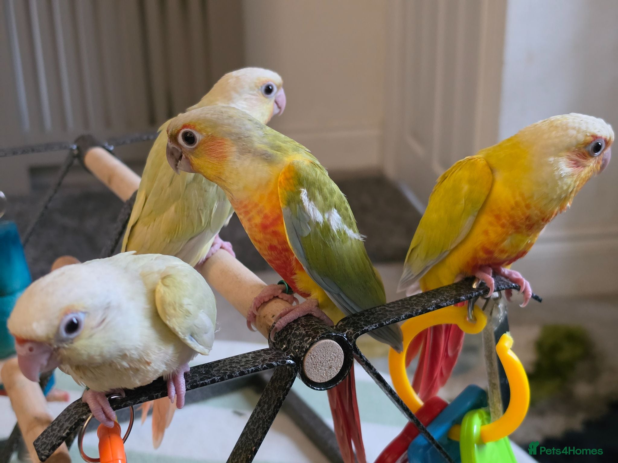 Conures birds Hand reared Conures READY TO GO! last 5! - Advert 1