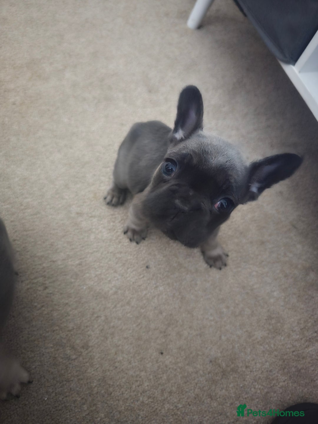 French Bulldog dogs for sale: French bulldog  - Image 9