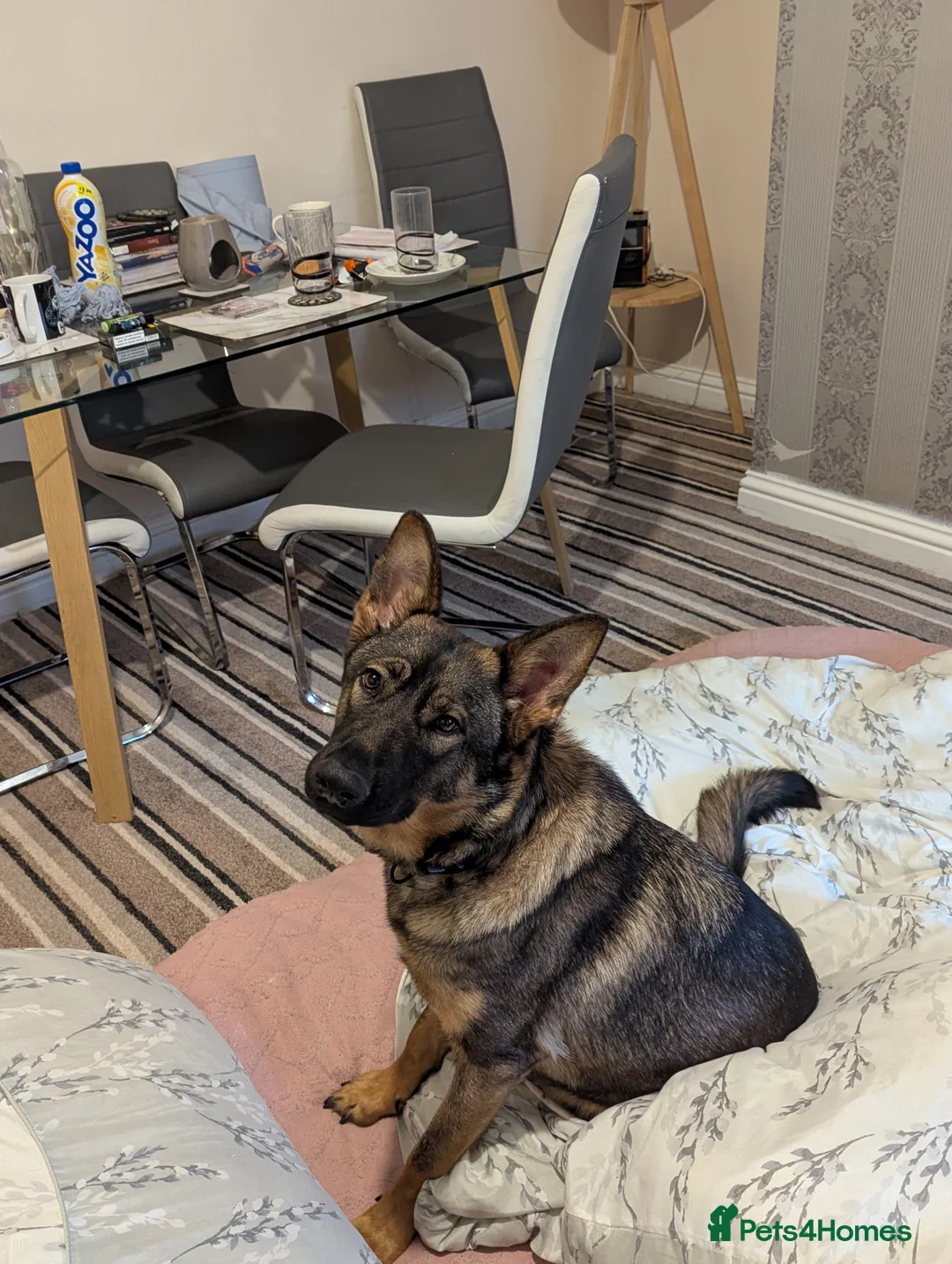 Belgian Shepherd Dog dogs for sale: Zayna Belgian shepherd  in Ferryhill - Advert 1