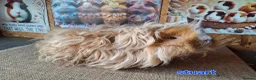Guinea Pig rodents for sale: Lunkarya  - Advert 5