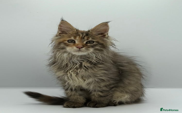 Maine Coon cats - Advert 2