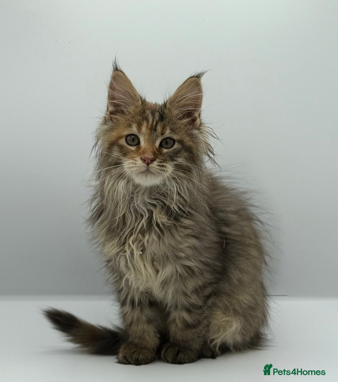 Maine Coon cats for sale: Stunning Maine coon cubs - Image 1