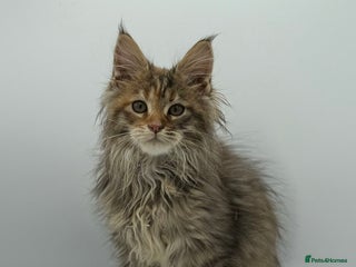 Maine Coon cats - Advert 8