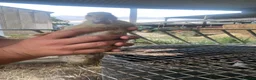 Ducks poultry for sale: Mixed Muscovy duckling for sale  - Advert 2