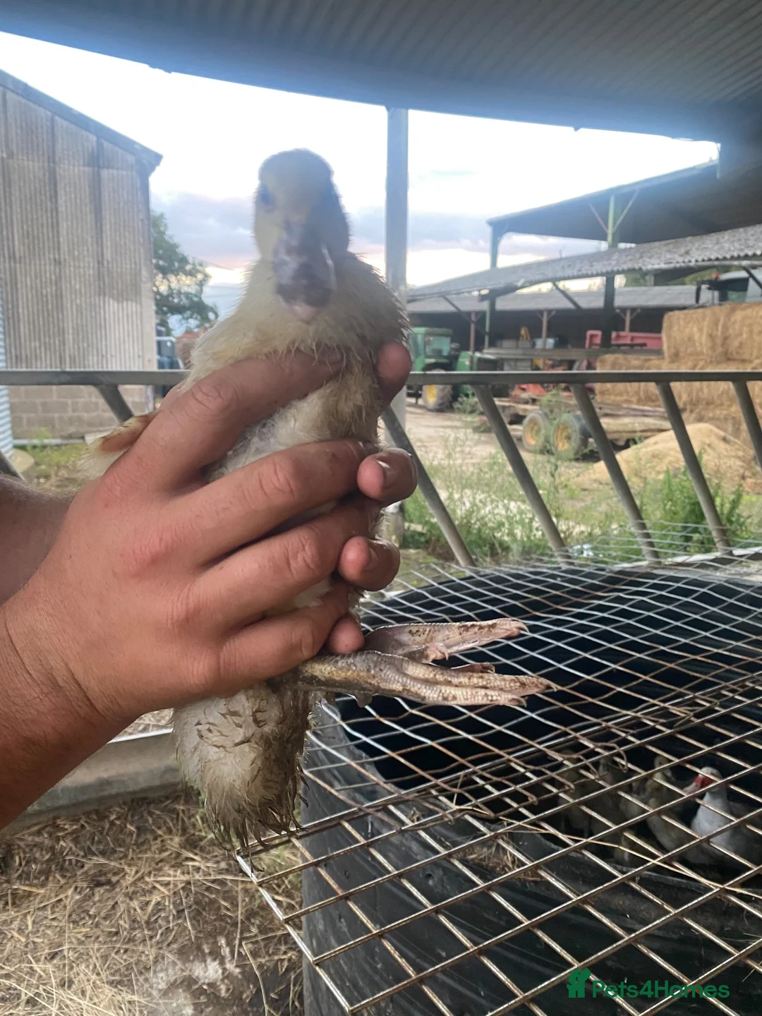 Ducks poultry for sale: Mixed Muscovy duckling for sale  - Advert 2