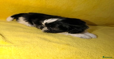 Shih Tzu dogs - Advert 10