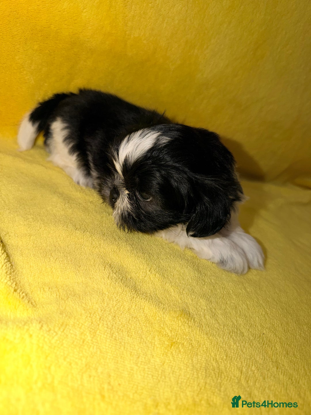 Shih Tzu dogs for sale: ✨ puppies Shih Tzu ✨  - Image 2
