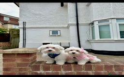 Maltese dogs for sale: 2 Maltese Puppies ,Forever Home Needed 💔 - Image 1