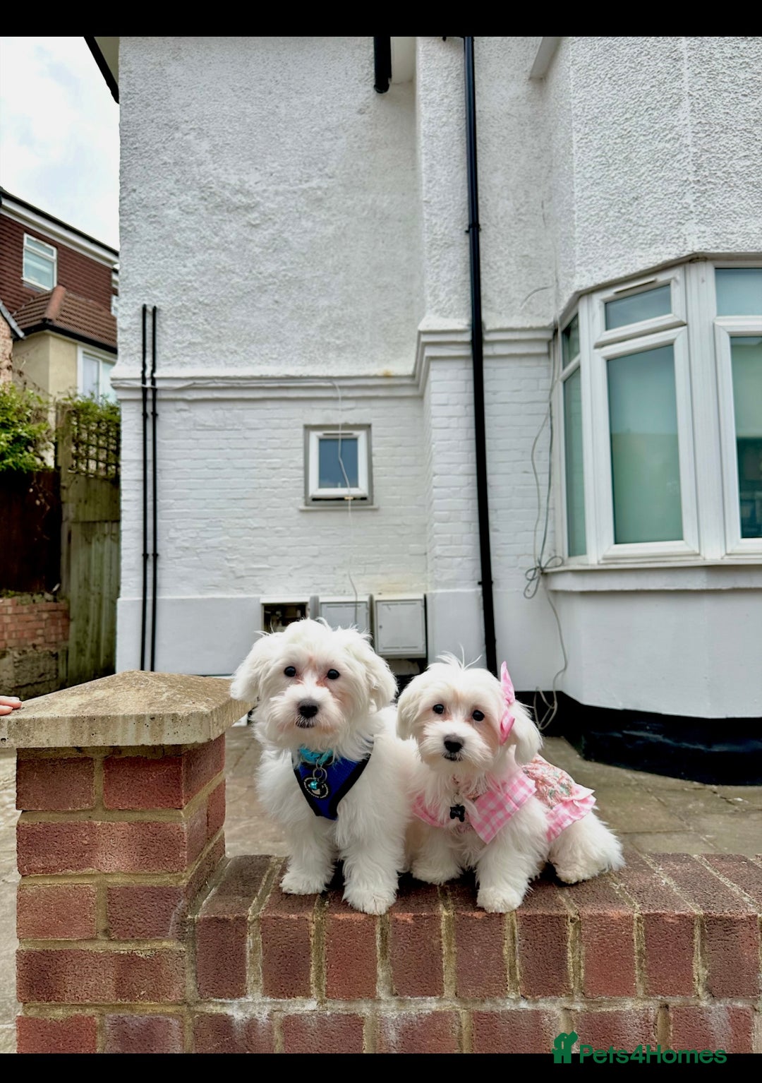 Maltese dogs for sale: 2 Maltese Puppies ,Forever Home Needed 💔 - Image 1