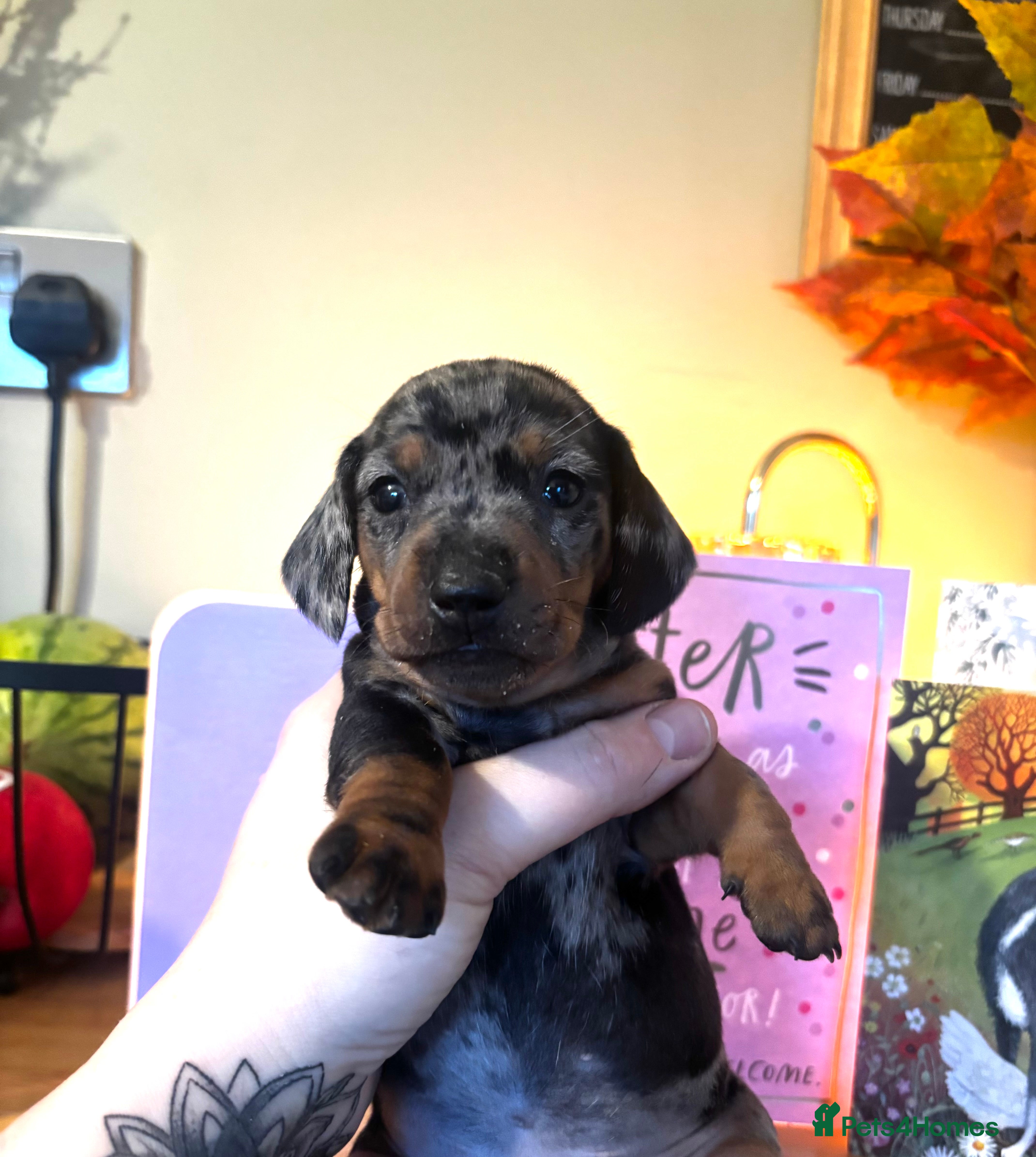 Miniature Dachshund dogs Beautiful miniature dachshunds  - Advert 10