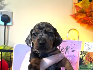 Miniature Dachshund dogs Beautiful miniature dachshunds - Advert 2