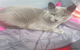 Russian Blue cats for stud: GCCF Active and TICA Registered Experienced Stud  in Stanford-le-Hope - Image 4