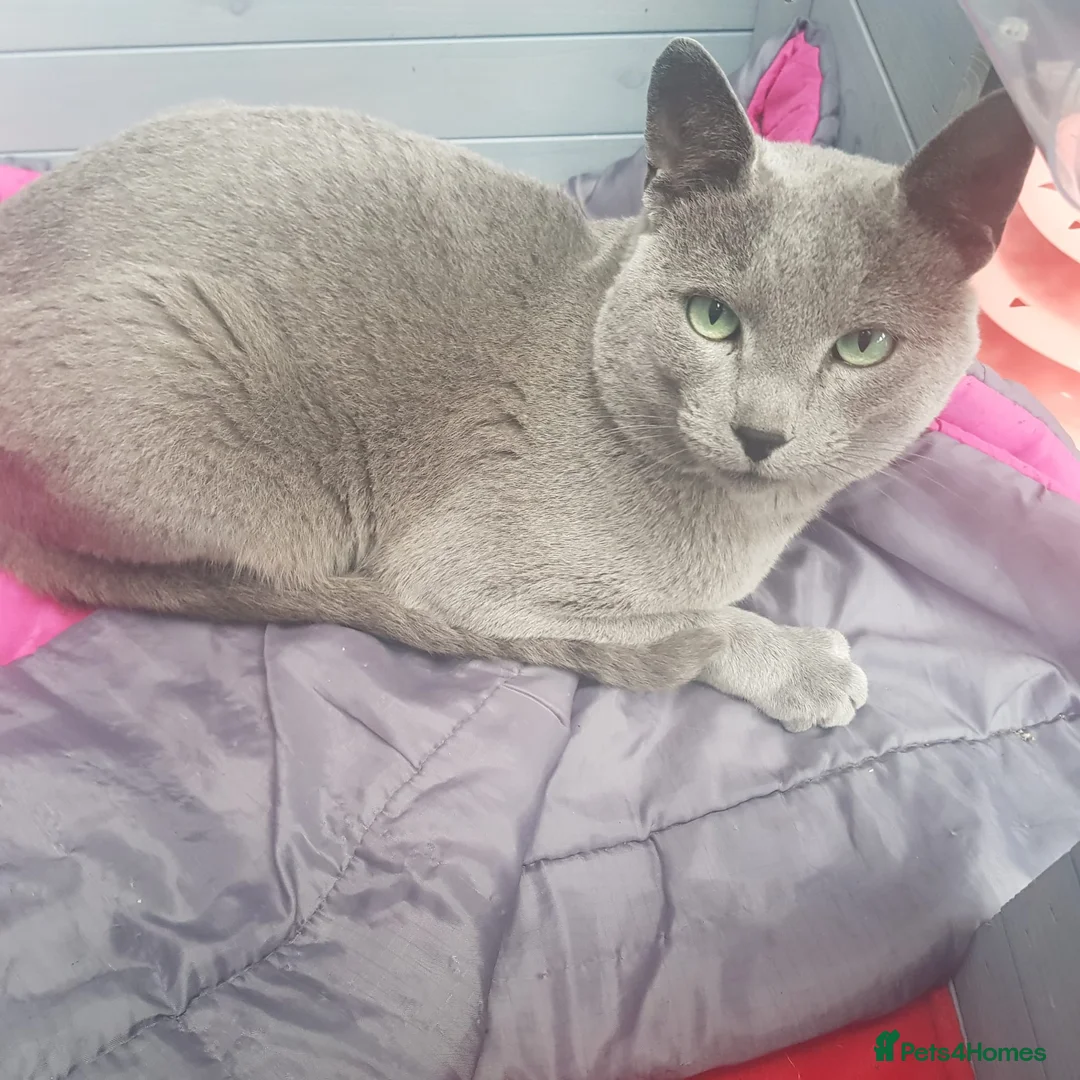 Russian Blue cats for stud: GCCF Active and TICA Registered Experienced Stud  in Stanford-le-Hope - Advert 4