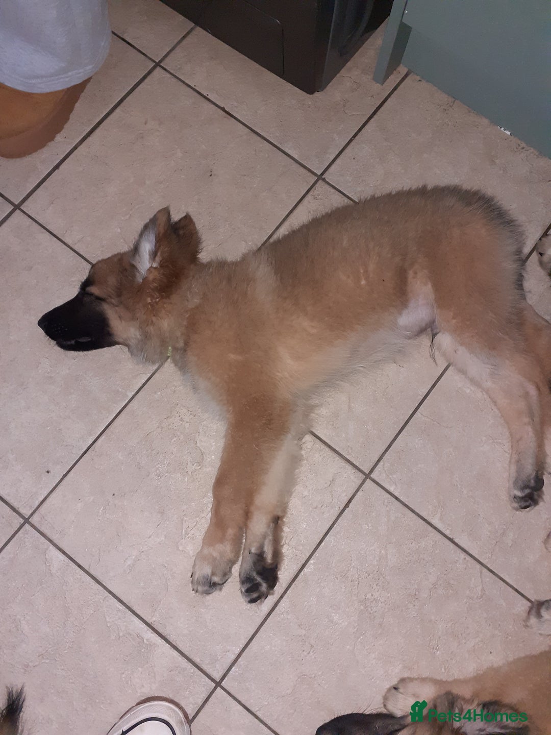 German Shepherd dogs for sale: Straight back german shepard puppies  - Image 2