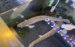 Other/Mixed Breed fish for sale: 2 Birchirs 2 Oscars - Image 2