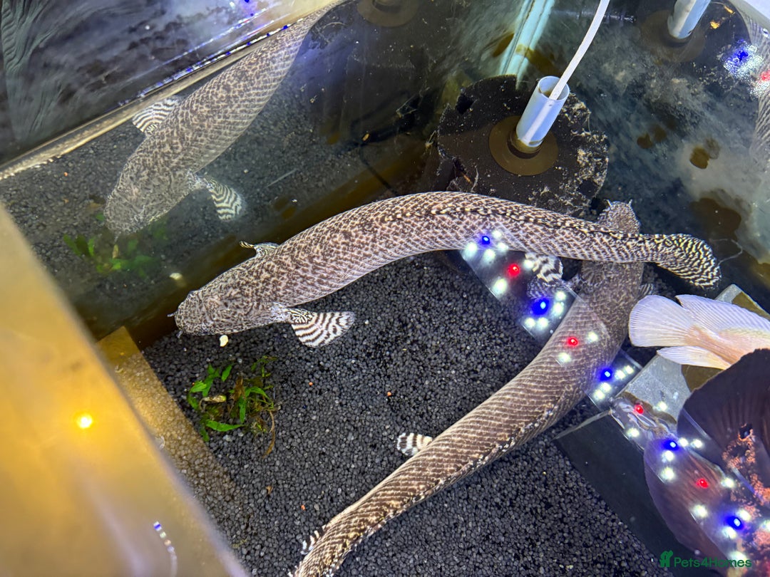 Other/Mixed Breed fish for sale: 2 Birchirs 2 Oscars - Image 2