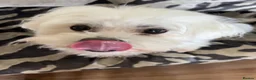 Maltese dogs for sale: Lovely KC reg Maltese male 2 years old  in Southport - Advert 3